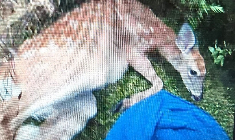 Deer1